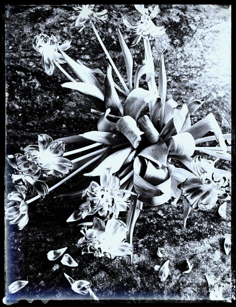 Tulpanens dödsdans Ann-Sofie Rosenqvist