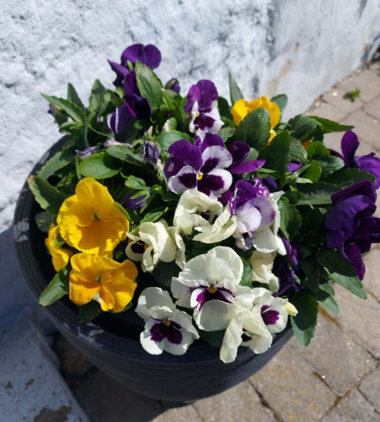 Vårvioler © Christina Måneskiöld