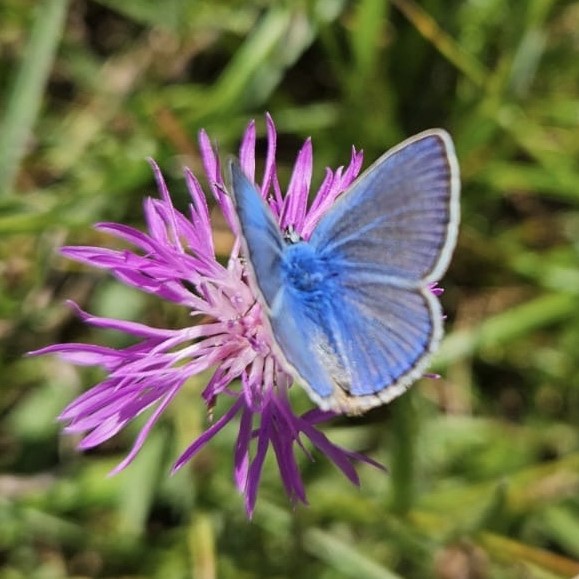 Fjäril på en blomma