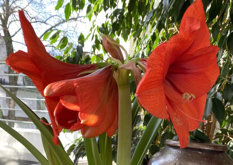 Amaryllis_Margareta Nilson