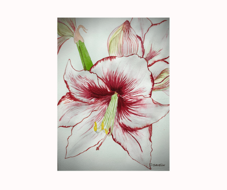 Målning av Amaryllis.